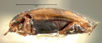 Media type: image;   Entomology 8227 Aspect: habitus lateral view